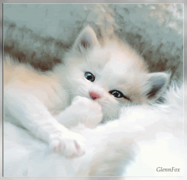 Winking Kitten