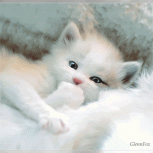 Winking Kitten