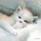 Winking Kitten