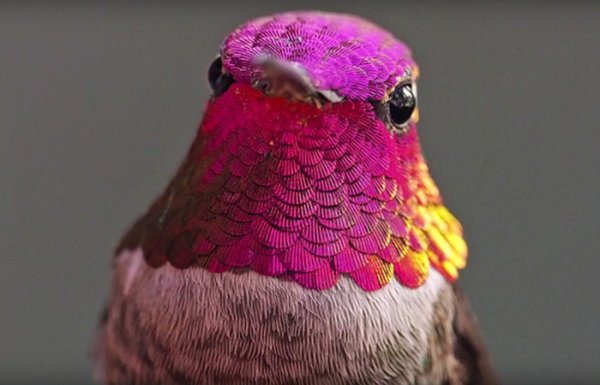 Hummingbird 
