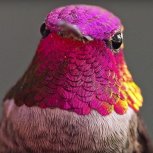 Hummingbird 