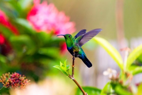 Hummingbird 