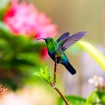 Hummingbird 