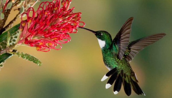 Hummingbird 