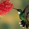 Hummingbird 