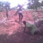 Planting Cassava at Hope Orphan Centre Iganga