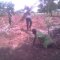 Planting Cassava at Hope Orphan Centre Iganga