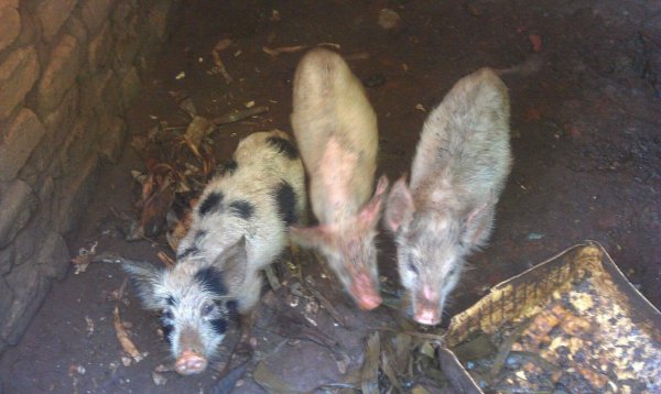 Wilbur, Babe and Piglet 
