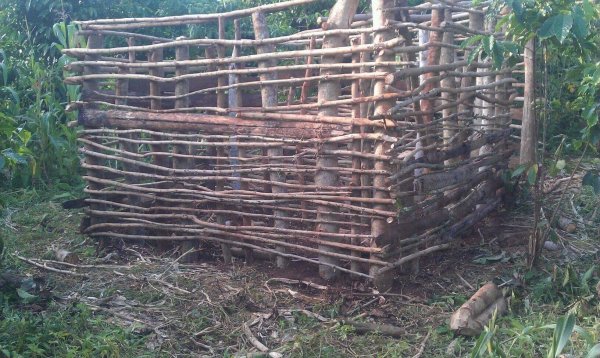 Shelter for pigs 