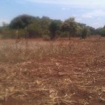 Land for New Orphanage 