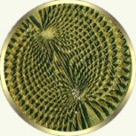 Crop Circle