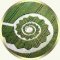 Crop Circle
