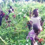Farming at Hope Orphan's Centre-Iganga