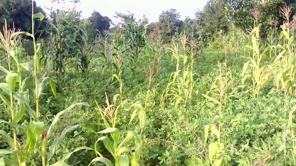 Farming at Hope Orphan's Centre-Iganga