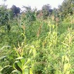 Farming at Hope Orphan's Centre-Iganga