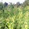 Farming at Hope Orphan's Centre-Iganga