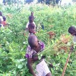 Farming at Hope Orphan's Centre-Iganga