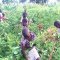Farming at Hope Orphan's Centre-Iganga