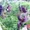 Farming at Hope Orphan's Centre-Iganga