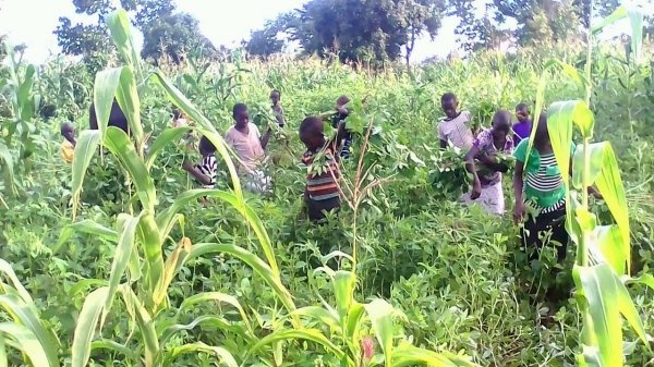 Farming at Hope Orphan's Centre-Iganga