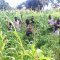 Farming at Hope Orphan's Centre-Iganga