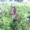 Farming at Hope Orphan's Centre-Iganga