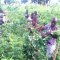 Farming at Hope Orphan's Centre-Iganga