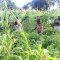 Farming at Hope Orphan's Centre-Iganga