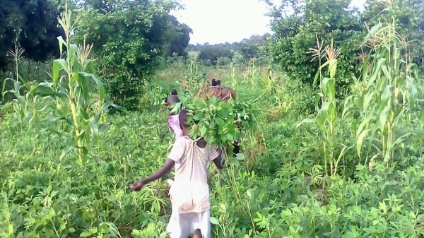 FarmProject13