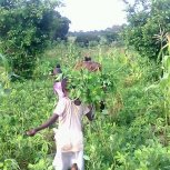 FarmProject13