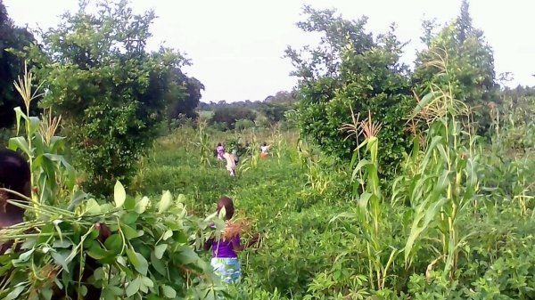FarmProject15