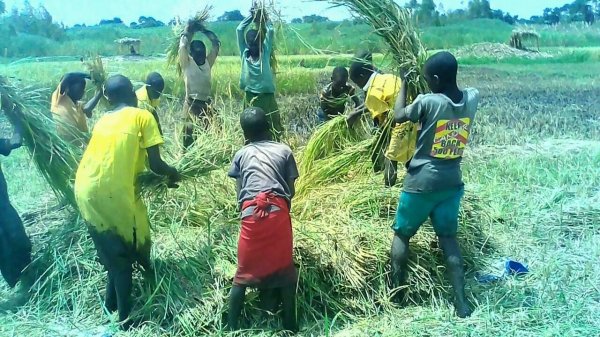 Harvesting Rice to raise funding.