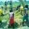Harvesting Rice to raise funding.
