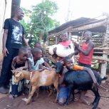 Goats purchased for livelihood!