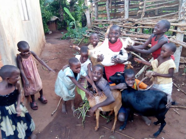 Goats purchased for livelihood!