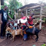 Goats purchased for livelihood!