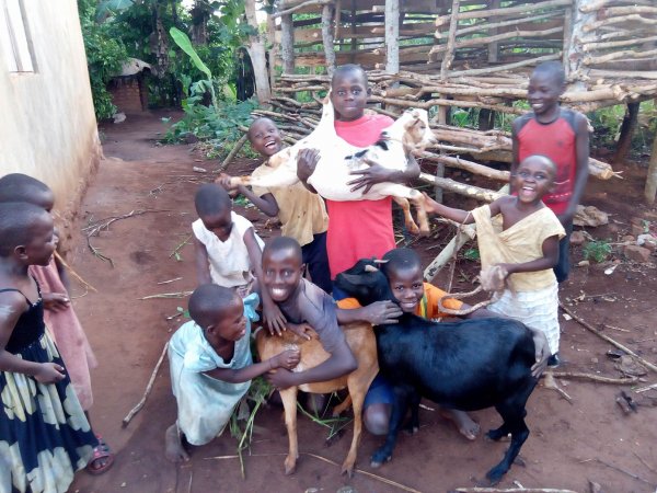 Goats purchased for livelihood!