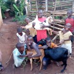 Goats purchased for livelihood!