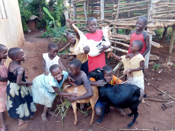 Goats purchased for livelihood!