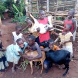 Goats purchased for livelihood!