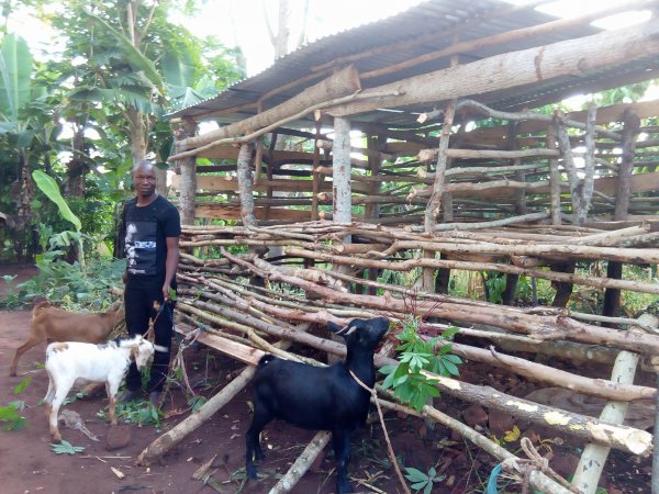 Goats purchased for livelihood!