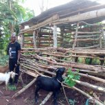 Goats purchased for livelihood!