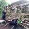 Goats purchased for livelihood!