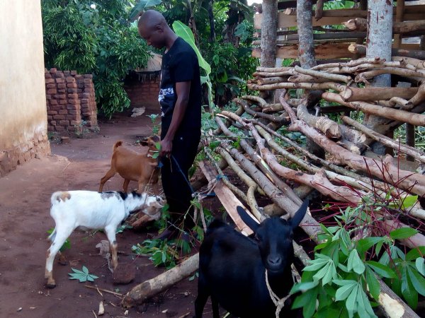 Goats purchased for livelihood!