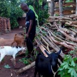 Goats purchased for livelihood!