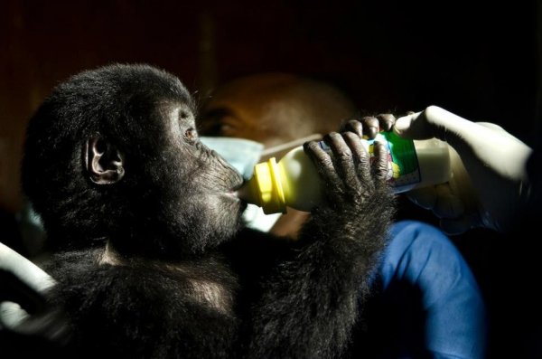 Baby orphan gorilla