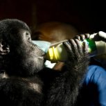 Baby orphan gorilla
