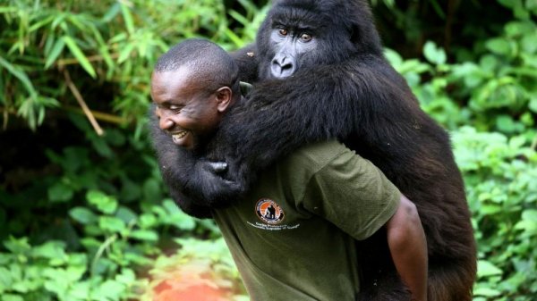 Virunga Gorilla Orphan