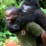 Virunga Gorilla Orphan