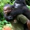 Virunga Gorilla Orphan